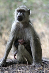 yellow baboon with her baby