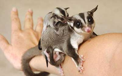 sugar%20glider2.jpg