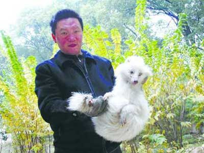 Fox Pet
