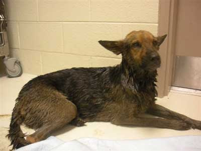 Soaked Dog