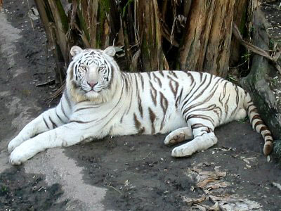 White+tiger.jpg