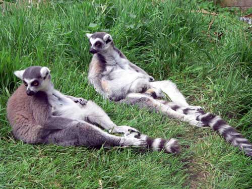 Two Lemurs