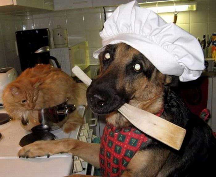 Dog Dinner