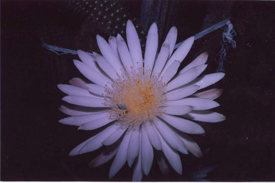 Native Myanmar Flowers Lovers Unique Flowers