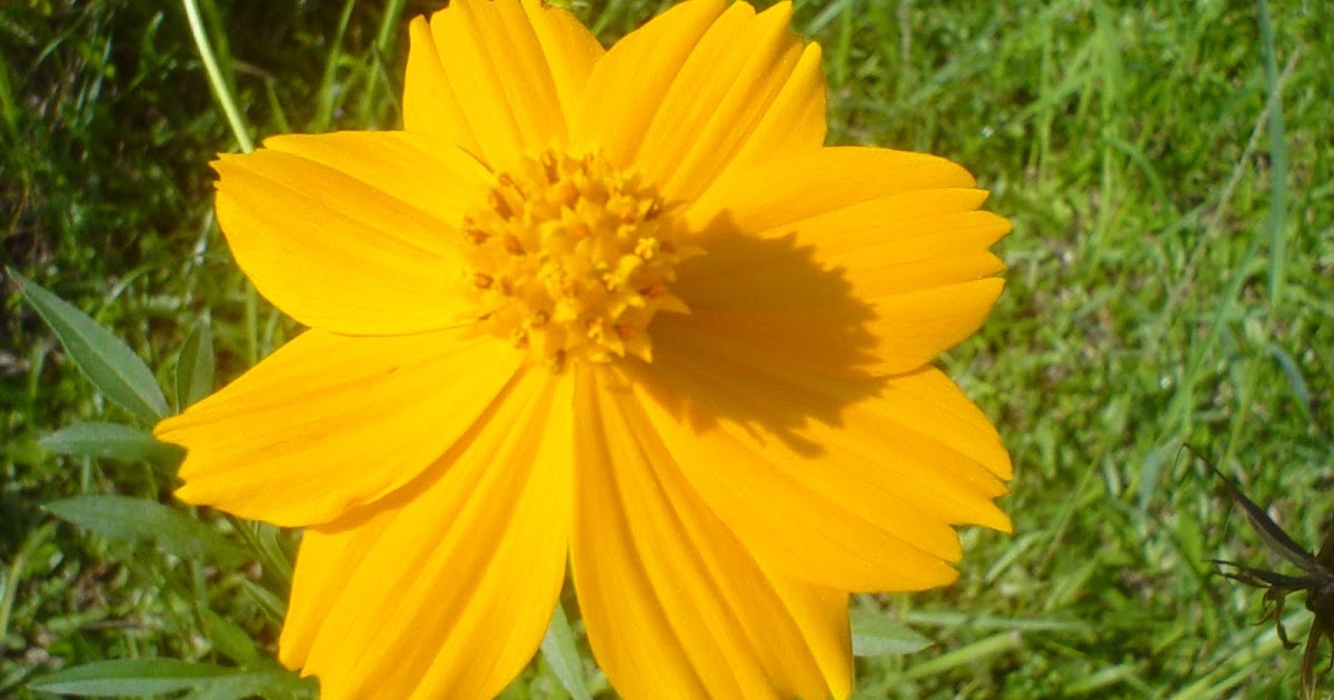 Native Myanmar Flowers Lovers Yellow Cosmos