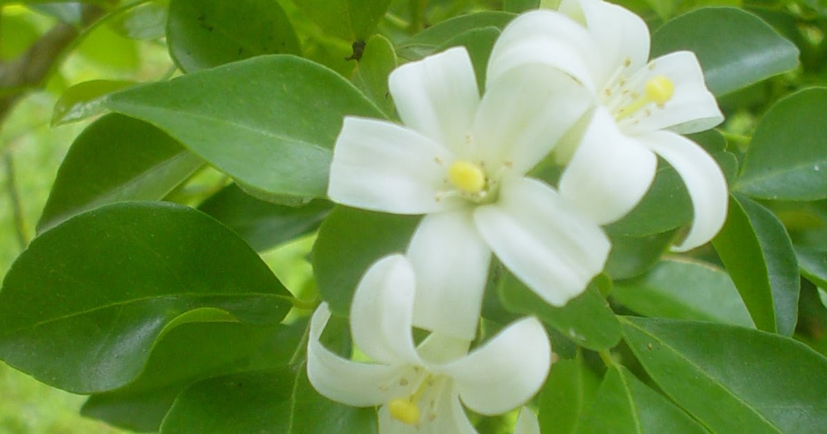 Native Myanmar Flowers Lovers Yuzana ( Orange Jasmine)