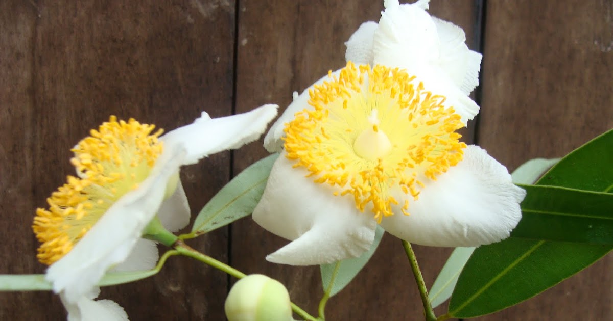 Native Myanmar Flowers Lovers Unseasonal Kant Kaw