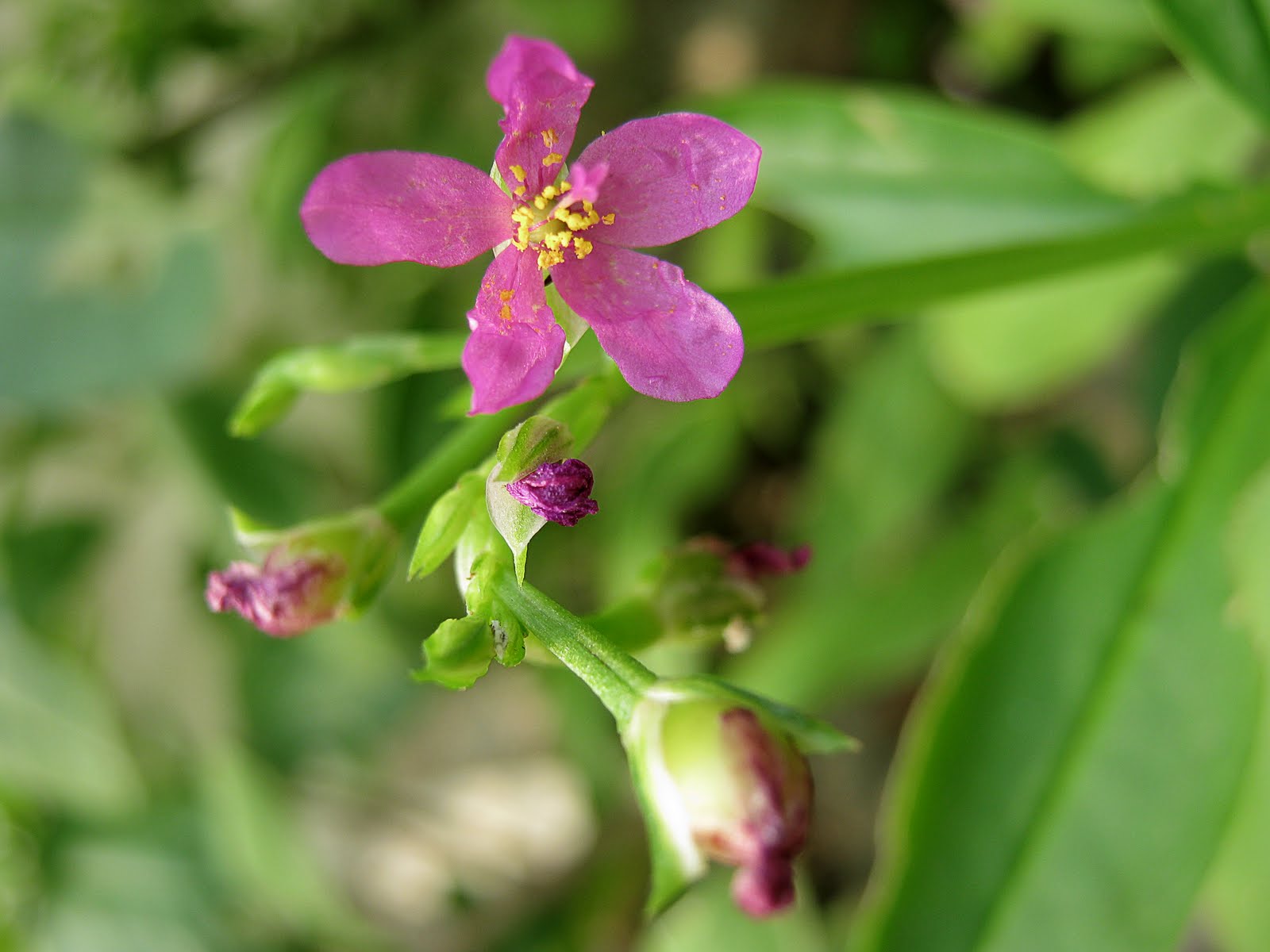 Native Myanmar Flowers Lovers Pink & Red