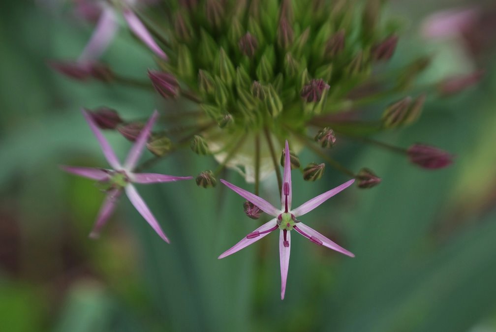 [Allium.jpg]