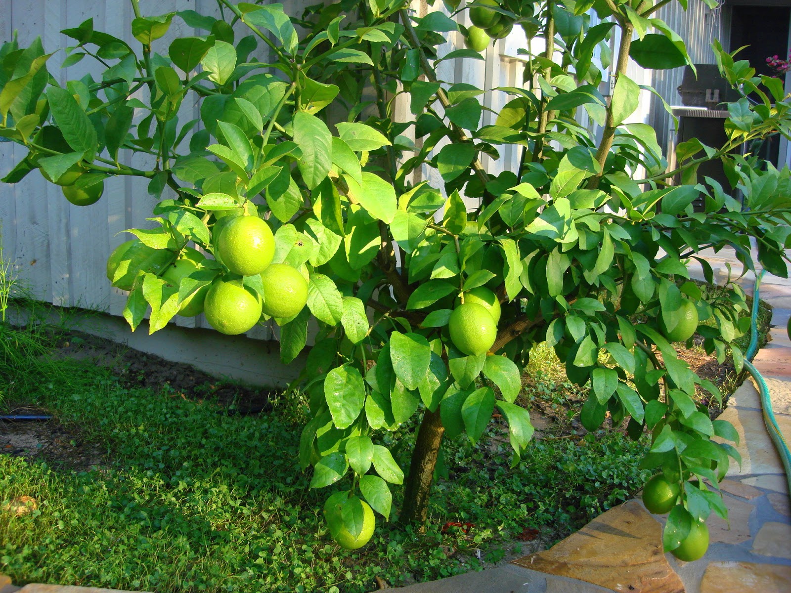 Sweet Lemon Tree