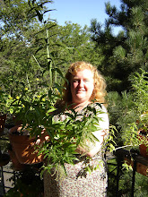 Chaste Tree for Arbor Day
