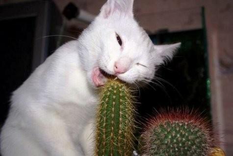 [cat+eat+cactus.jpg]