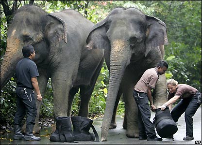 [elephant_boots.jpg]