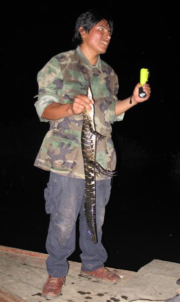 [3403_3-fauna-1-blackcaiman1+copy+(Medium).jpg]