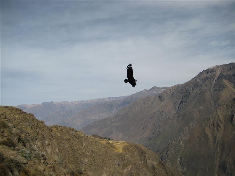 [3620_05-condor-2+(Medium).jpg]