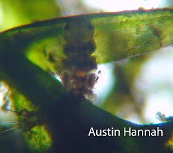 An Unknown Species of Insect Larvae