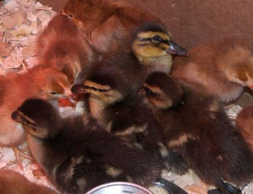 [chickenducks+1.jpg]