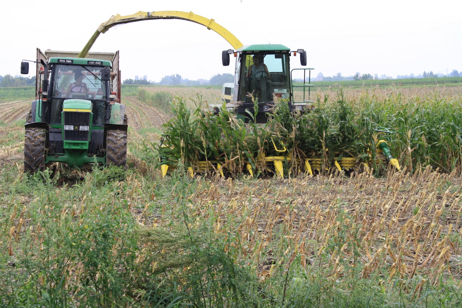Life on a dairy Corn Silage