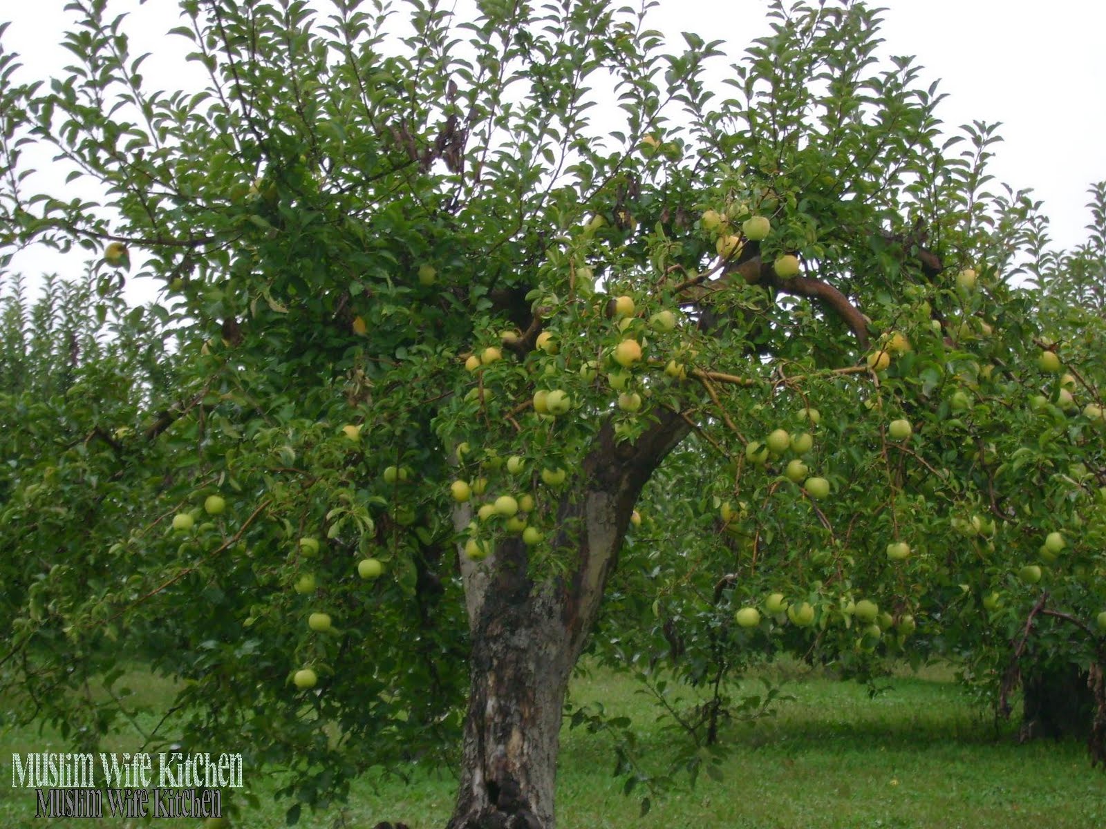 [apple+tree.JPG]