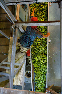 Puterbaugh Farms Hops Direct
