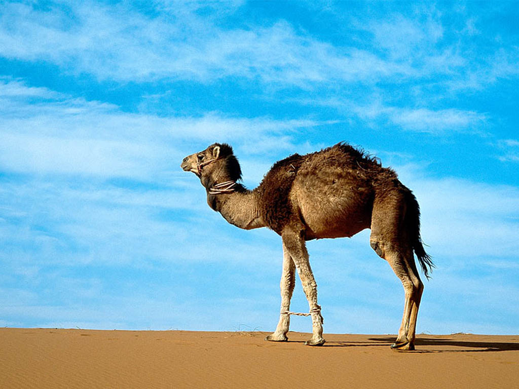 Camel Facts You'll Find Interesting Interesting Animal Facts