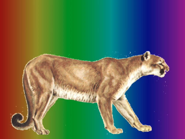 [rainbow_cougar+copy.png]