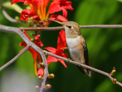 Wallpapers - Hummingbird