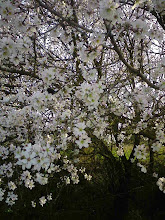 Almendros en flor