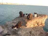 (2007) MIS GATOS CALLEJEROS DEL CAMPO DEL SUR: VÍCTIMAS DEL REFUGIO