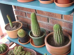 cacti