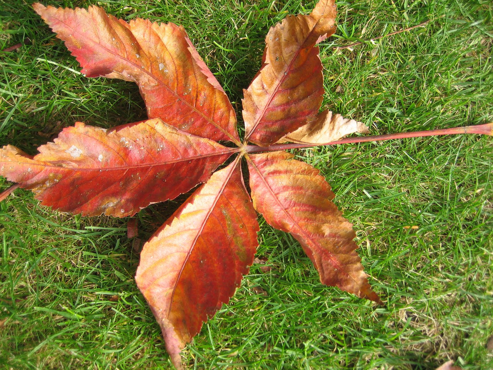 [IMG_9763.JPG]