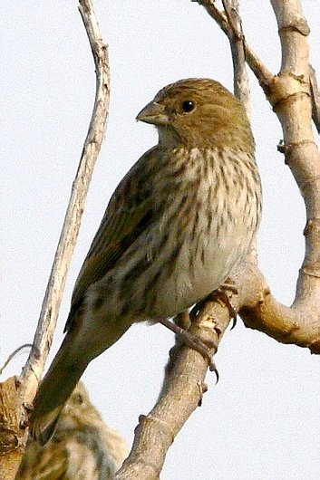 pajaros pajaros