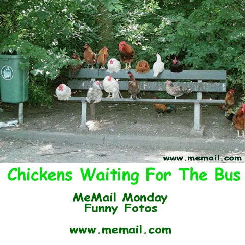 [chickens-bus.jpg]
