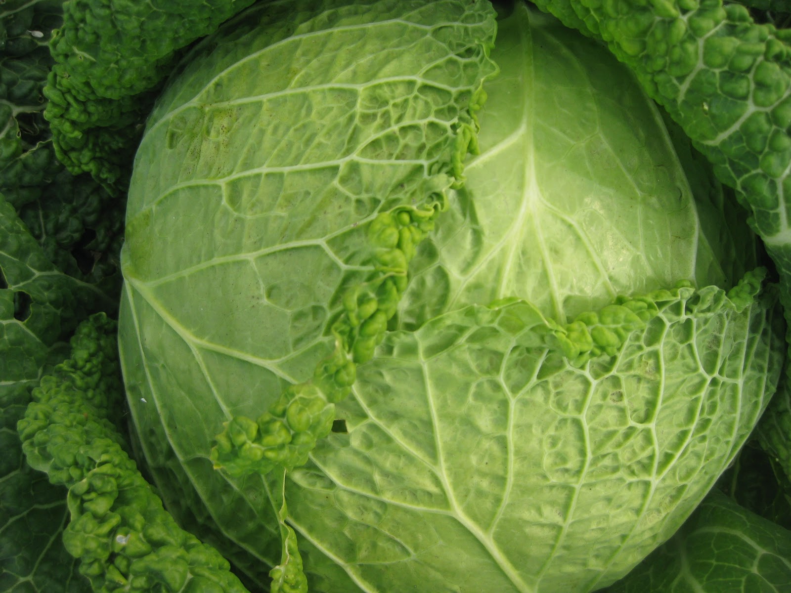 Tree and Twig Farm Blog Mon petit chouCabbage, I love you!