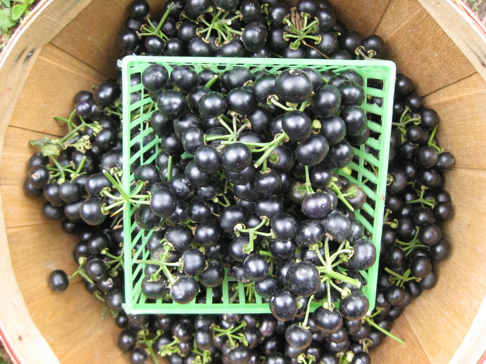 Tree and Twig Farm Blog: The Garden Huckleberry ( solanum melanoceresum )