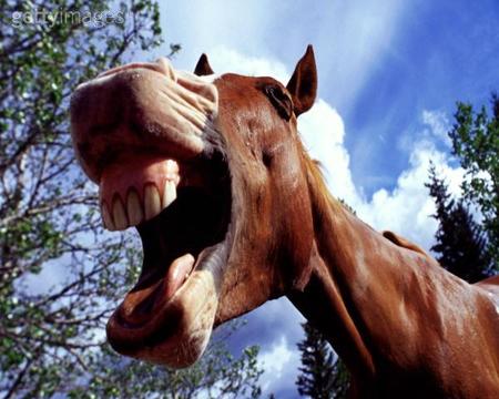 [horse_teeth.jpg]