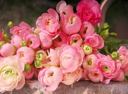 [ranunculus[1].jpg]