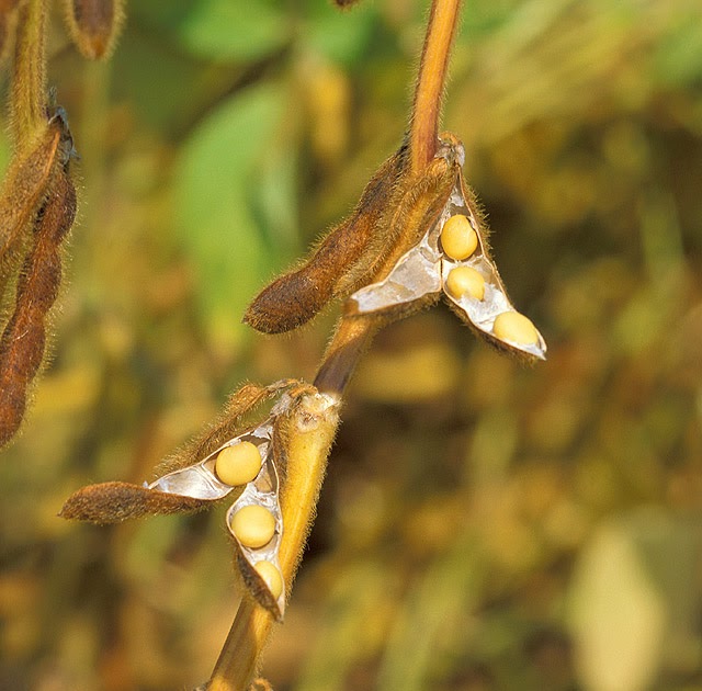 Cooling Inflammation Lectins Heat’em and Eat’em