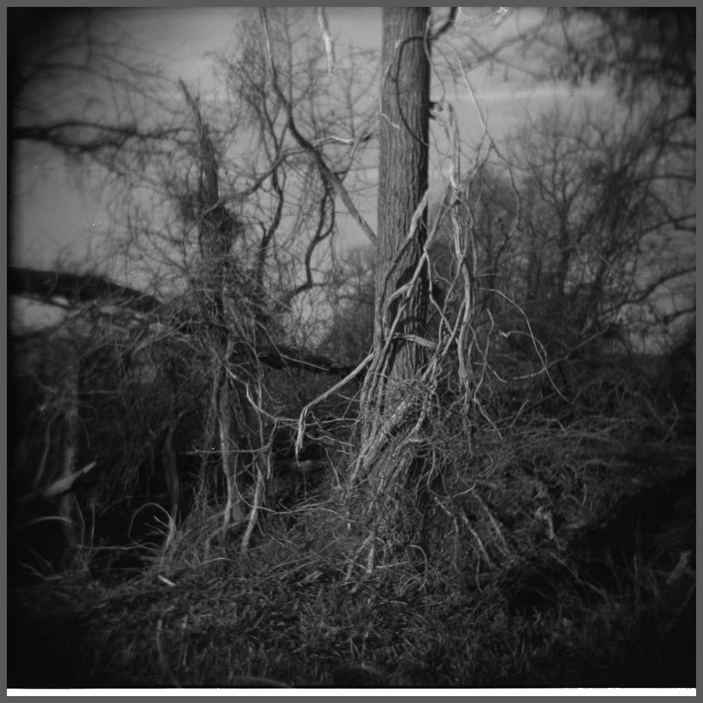 [The+Thicket-4.jpg]