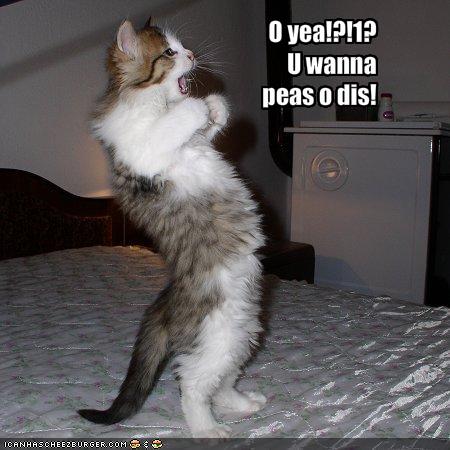 funny-pictures-cat-challenges-you-to-a-fight.jpg