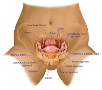 anatomi vagina wanita