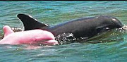 全球首只粉紅海豚