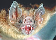 美洲雨林破壞　蝙蝠改吸人血