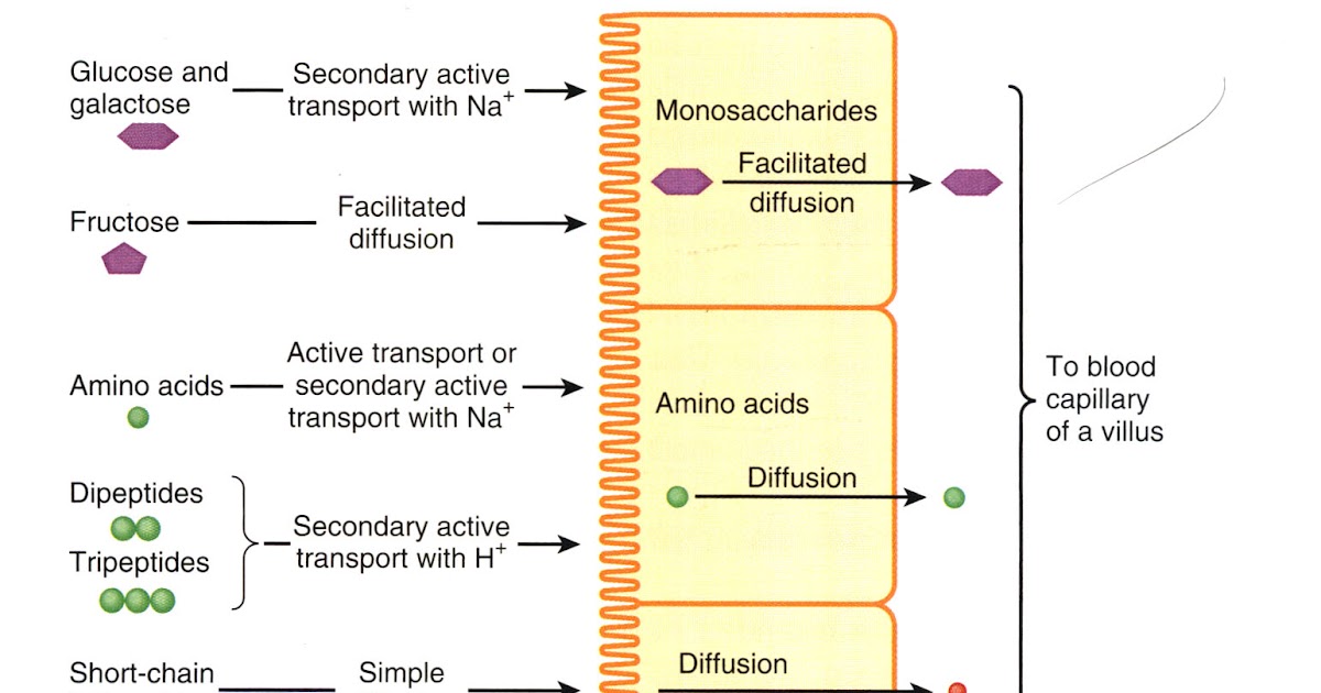 EAMCET Zoology Absorption in Ileum
