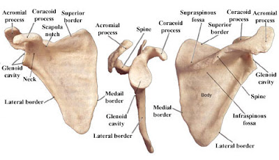 Parts Of Scapula