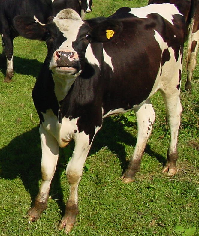 [happy_cow.jpg]