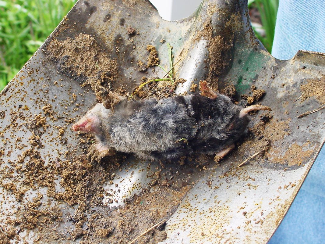 [mole_victim.jpg]