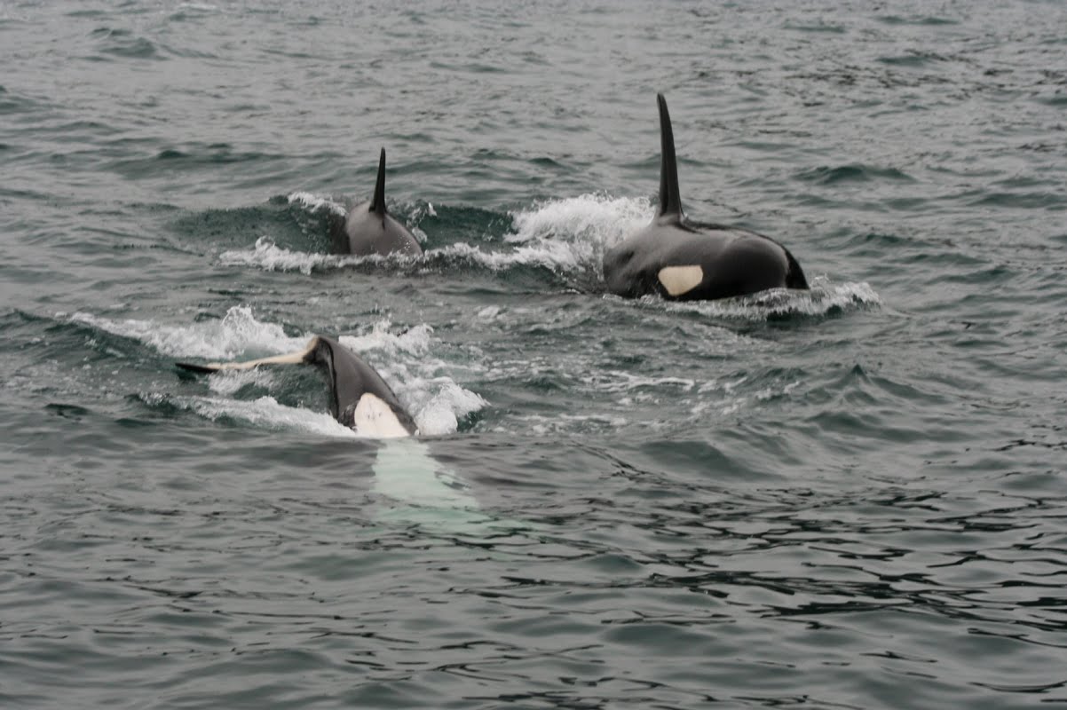 [orcas.jpg]