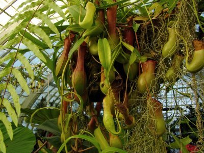 [nepenthes+pitcher+plant.jpg]