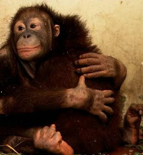Orangutan-Hugs.jpg
